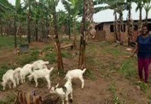 The government’s goat-rearing projects start bearing fruits.